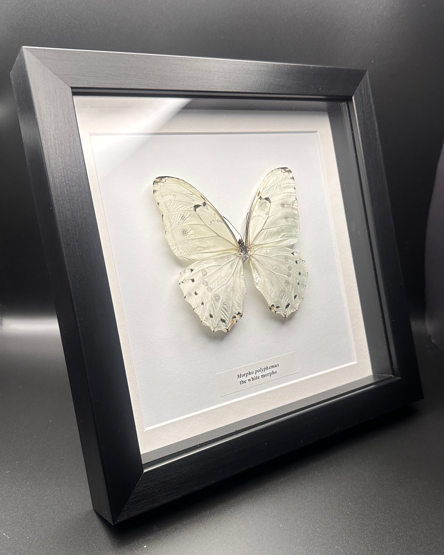 Morpho polyphemus - the white morpho