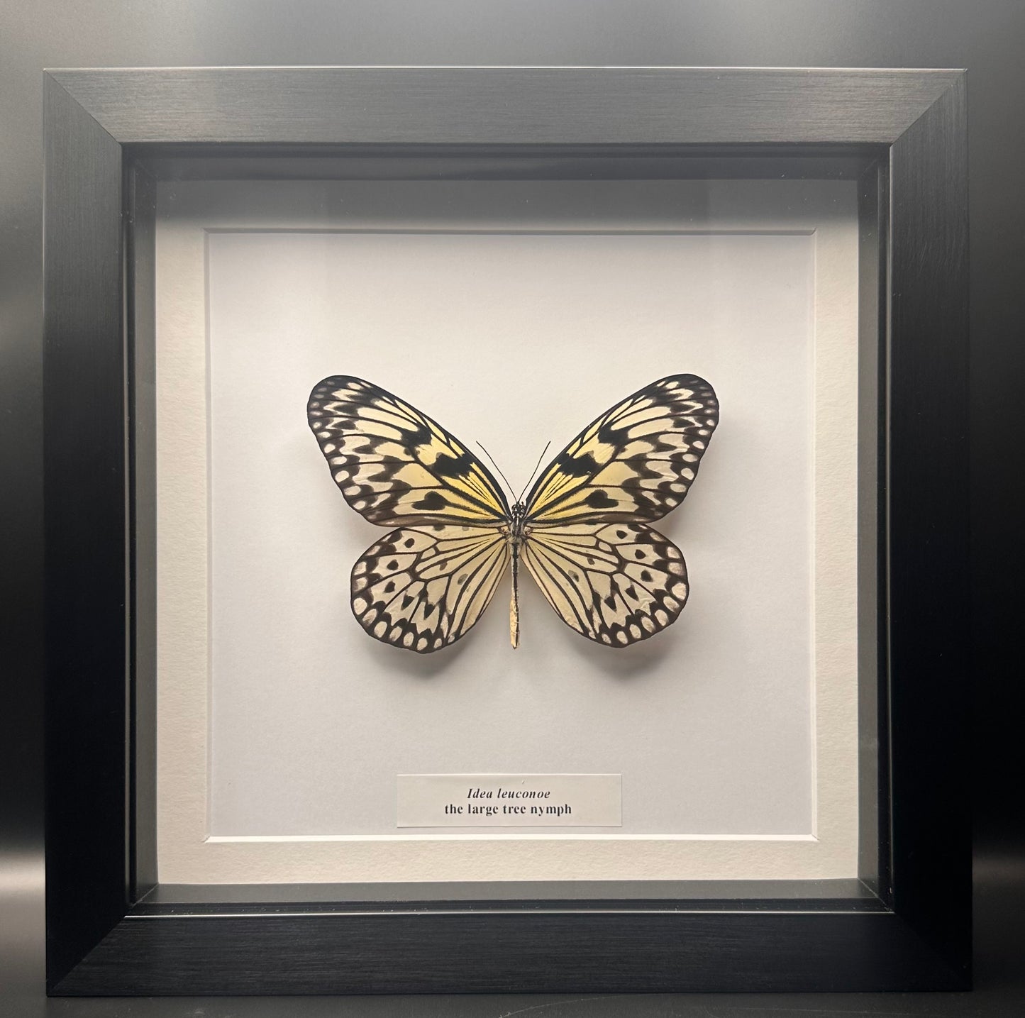 Idea leuconoe - the large tree nymph