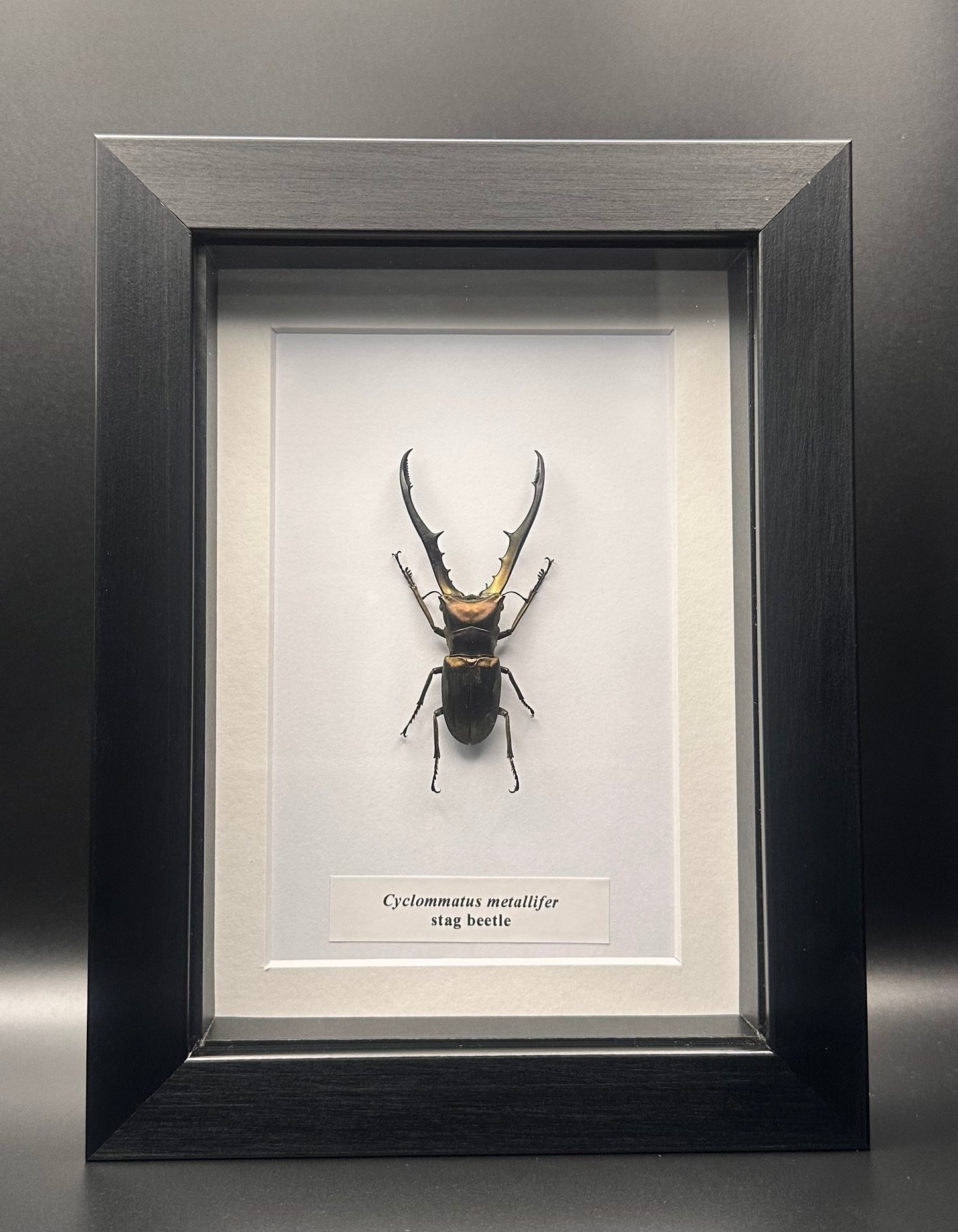 Cyclommatus metallifer - stag bettle