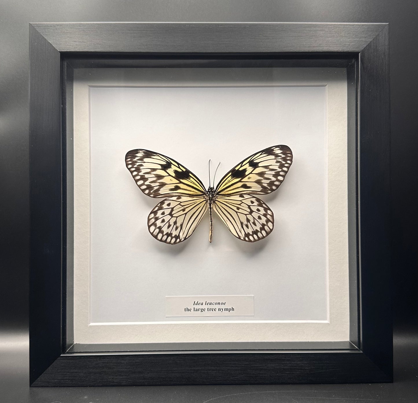 Idea leuconoe - the large tree nymph