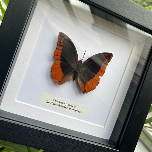 Charaxes protoclea