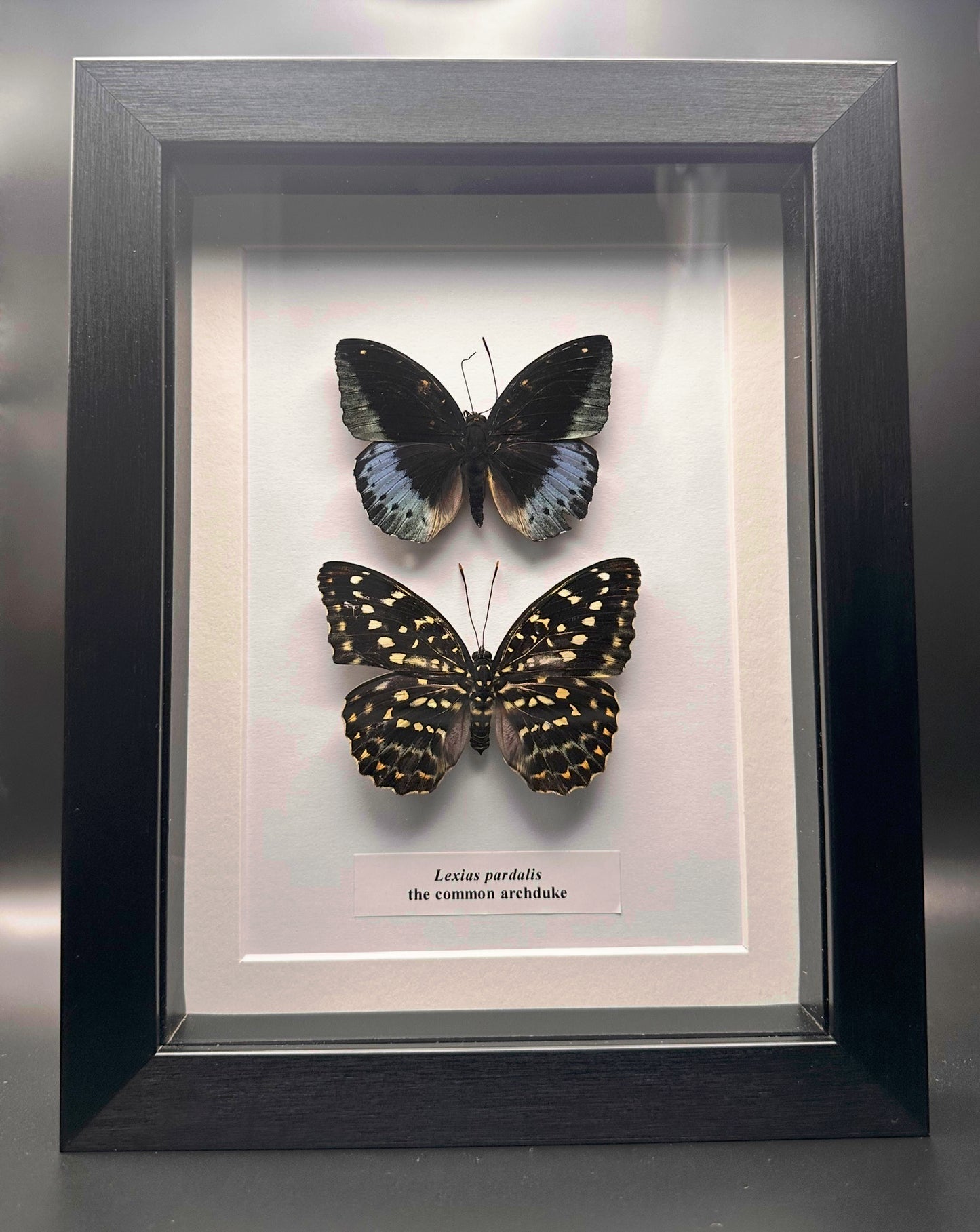 Lexias pardalis - the common archduke