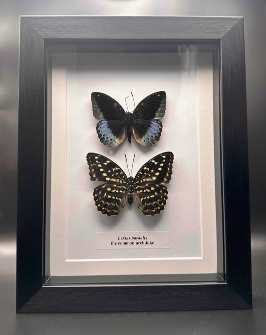 Lexias pardalis - the common archduke
