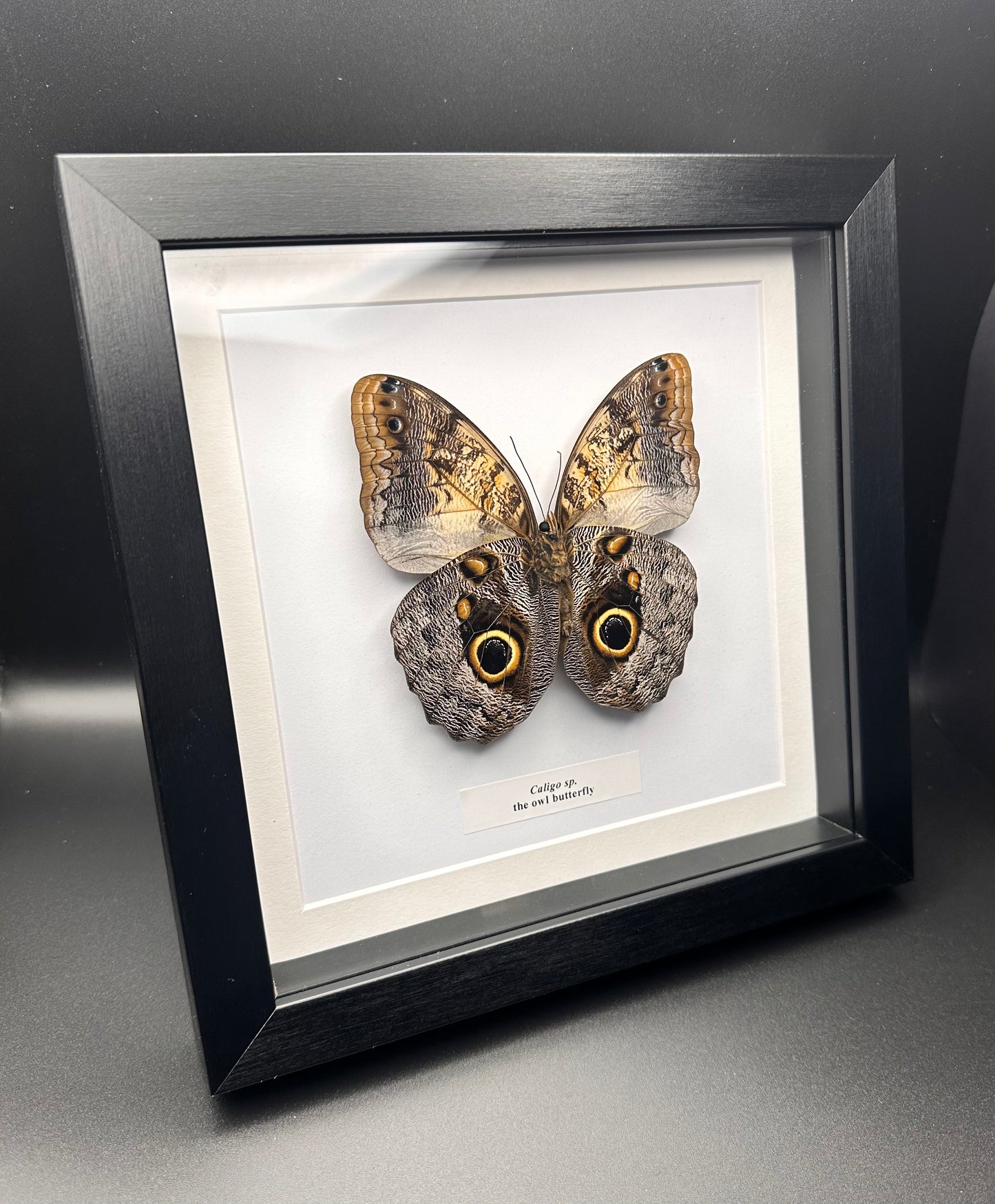 Caligo sp. - the owl butterfly