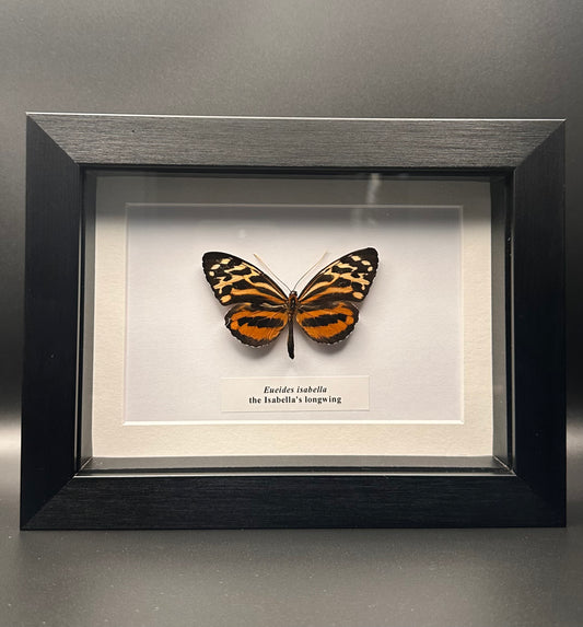 Eueides isabella - the Isabella’s longwing