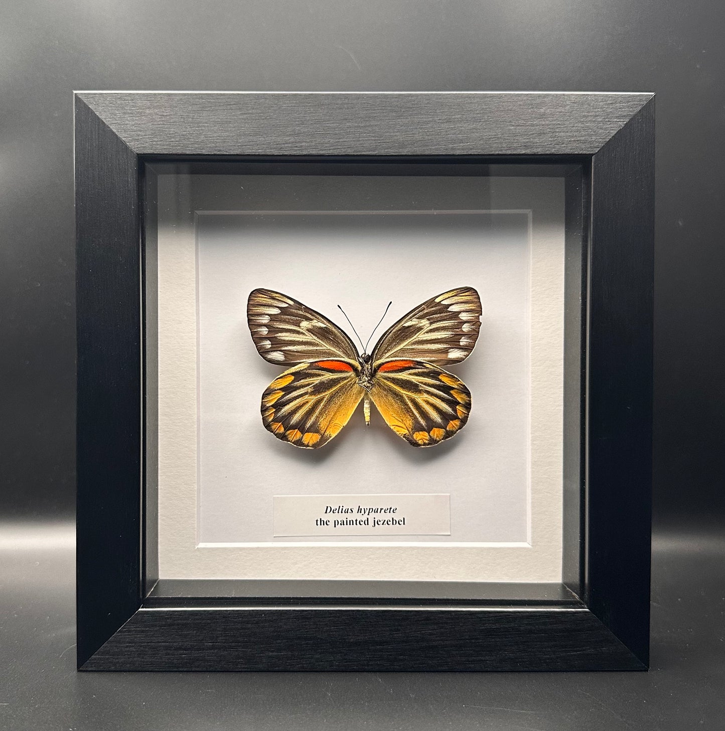 Delias hyparete - the painted jezebel