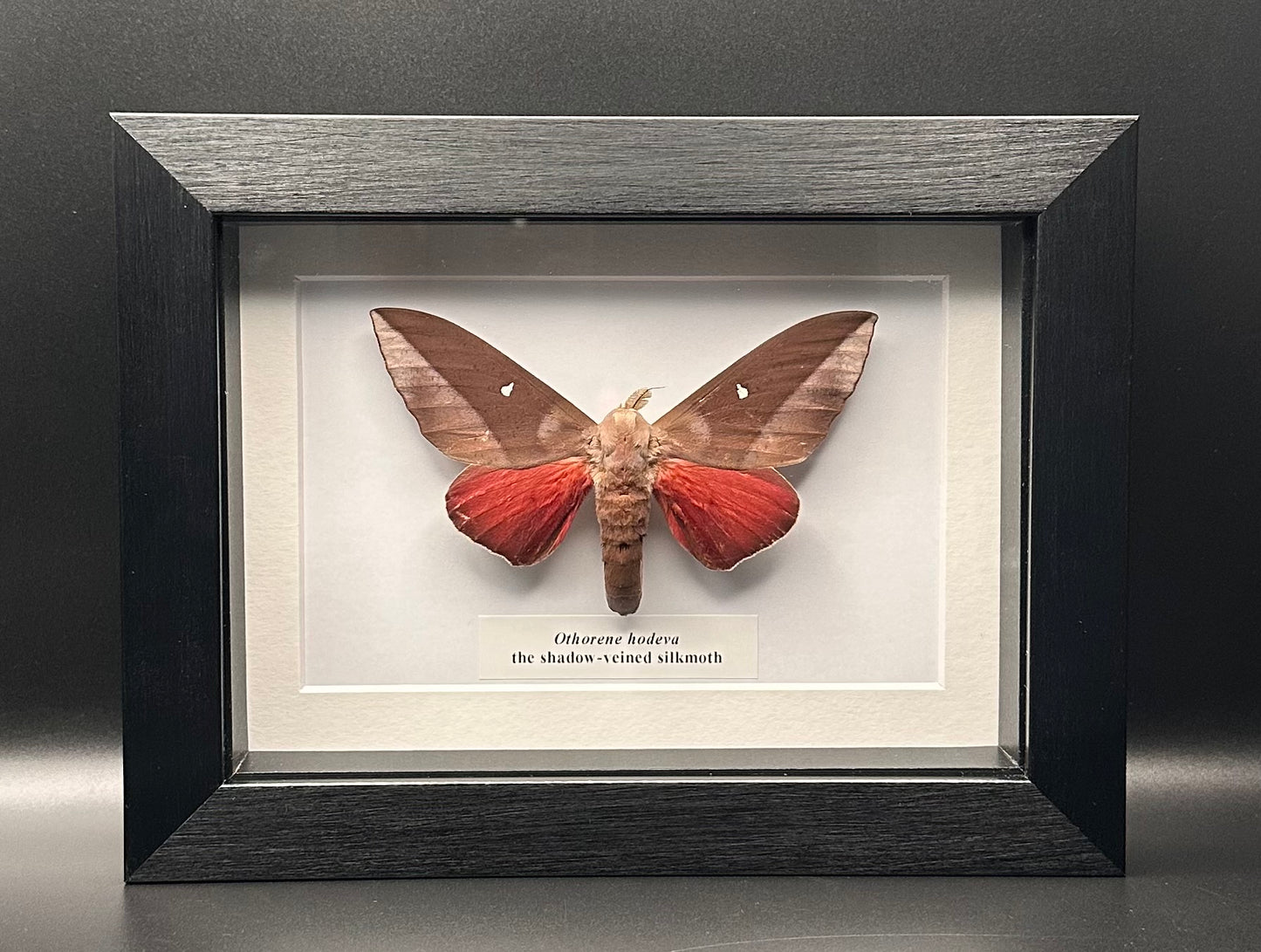 Othorene hodeva - the shadow-veined silkmoth