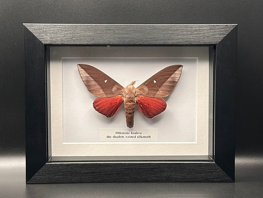 Othorene hodeva - the shadow-veined silkmoth