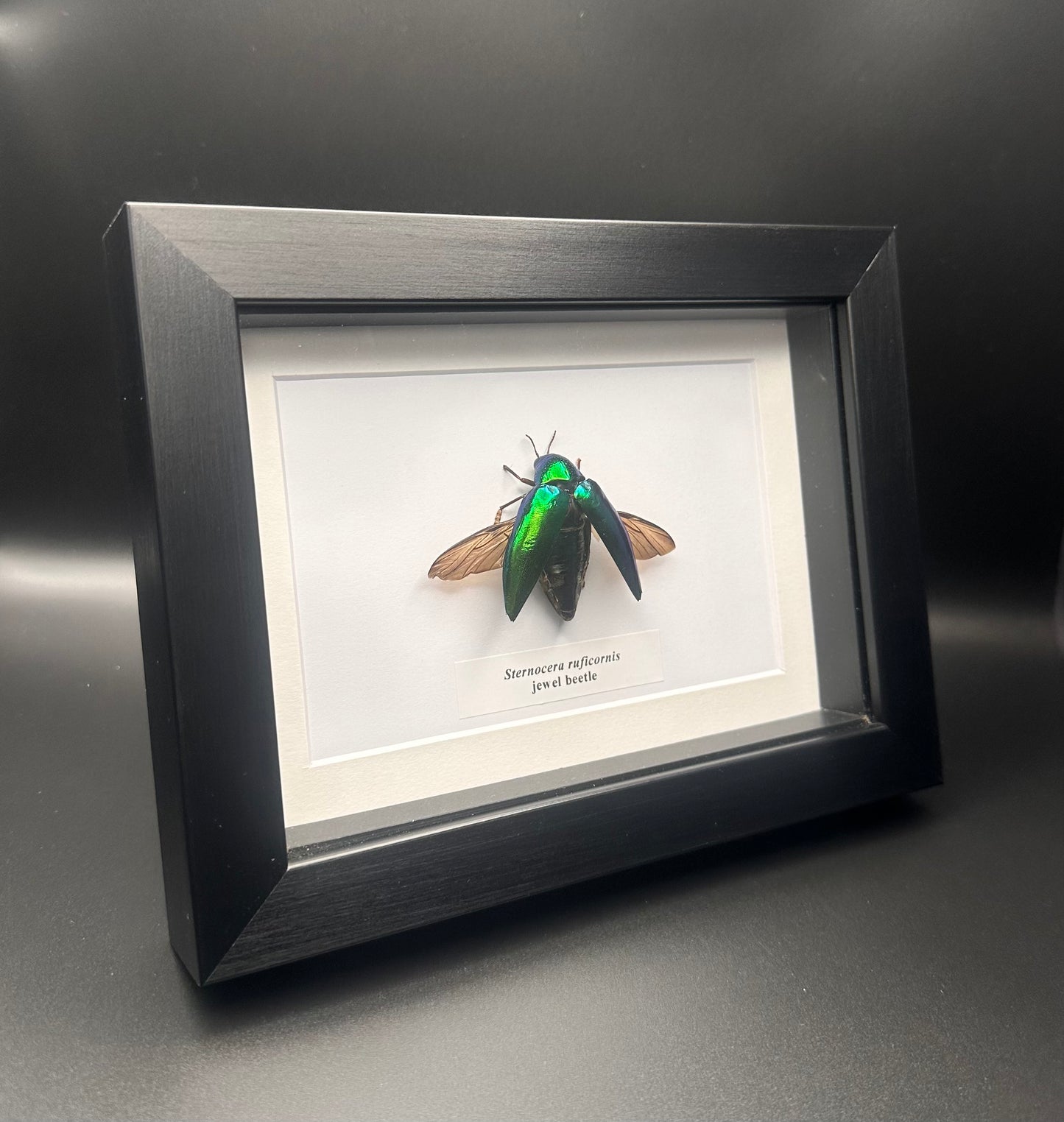 Sternocera ruficornis - jewel bettle
