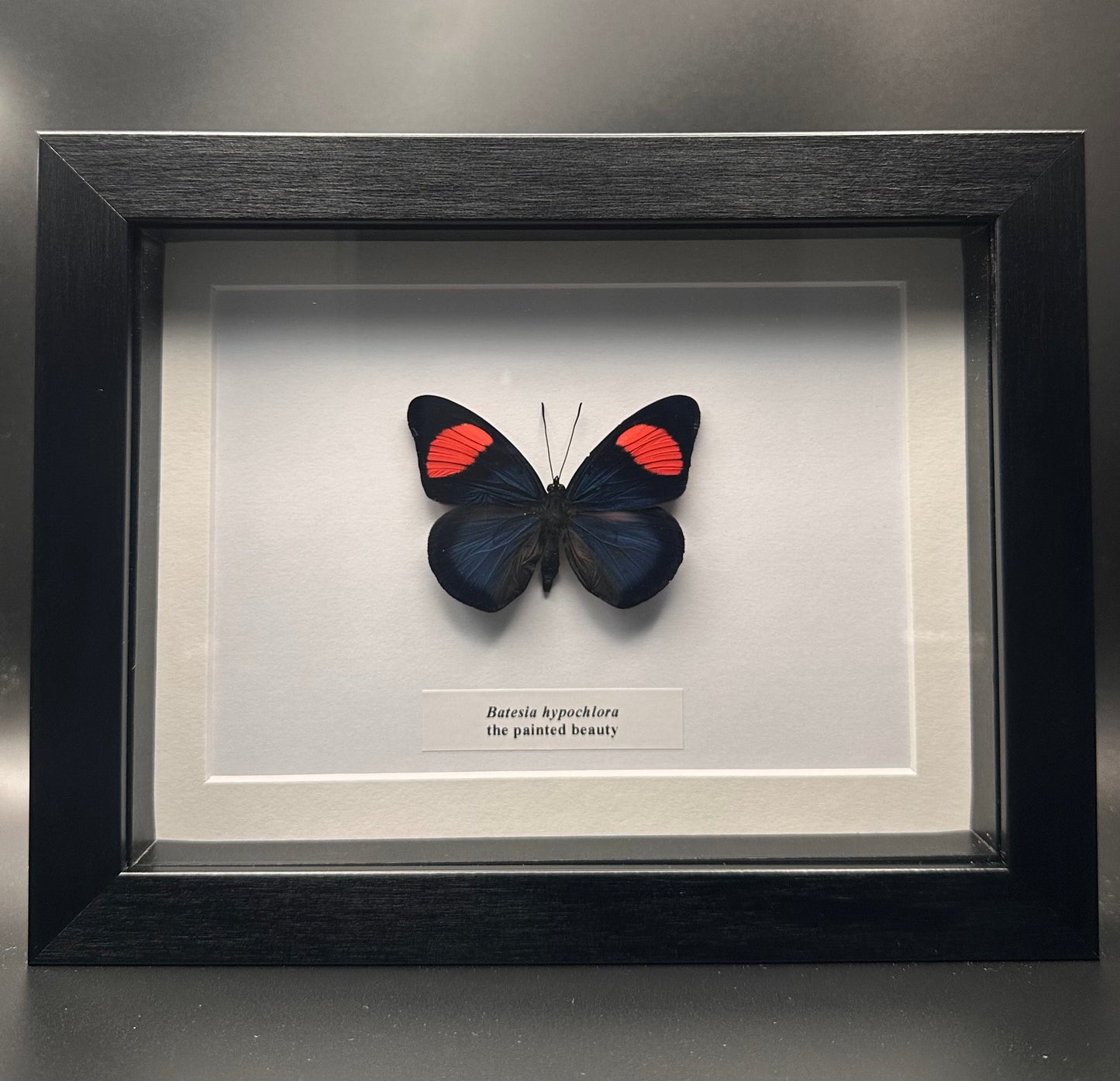 Batesia hypochlora - the painted beauty