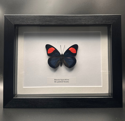 Batesia hypochlora - the painted beauty