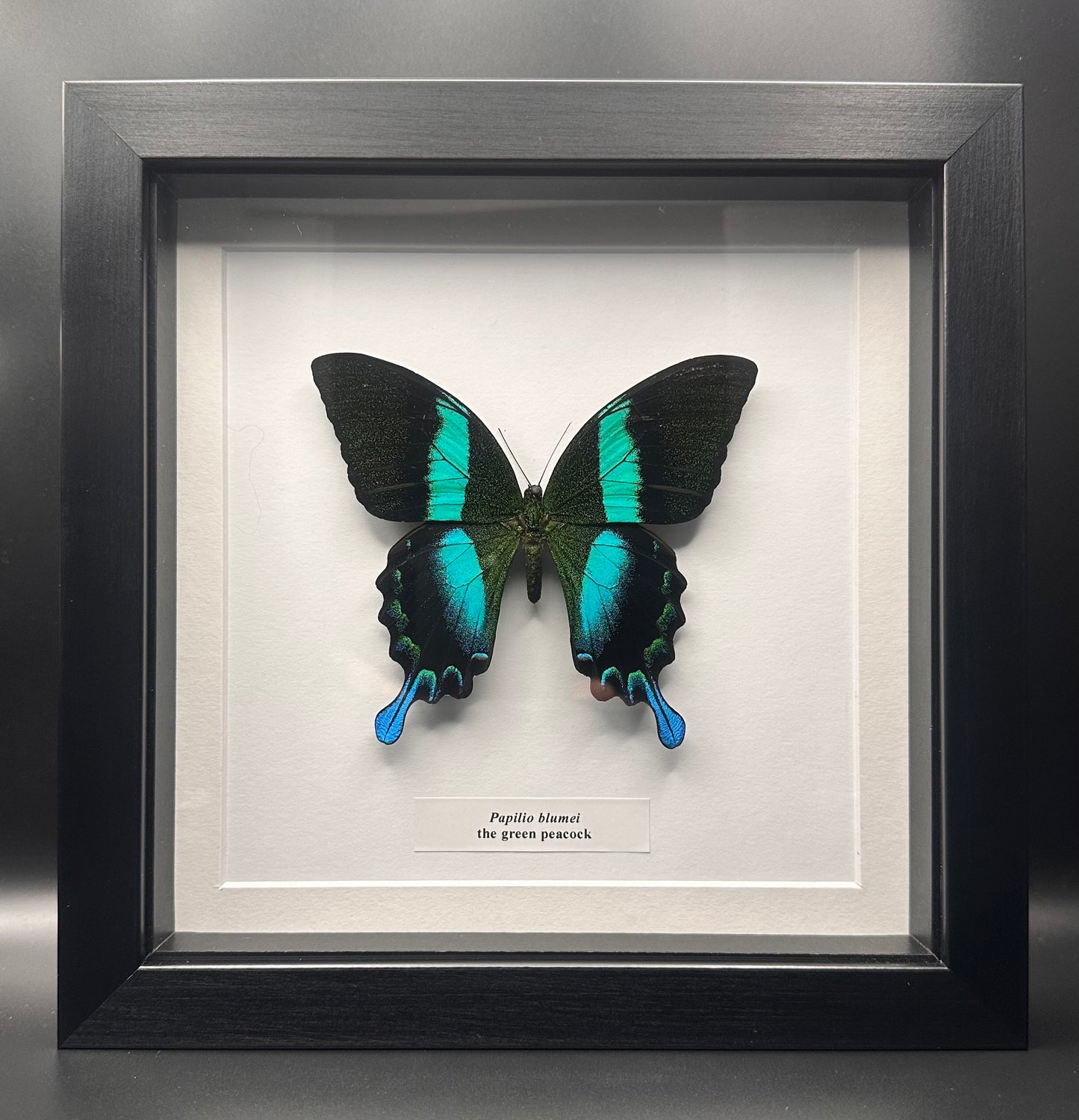 Papilio blumei - the green peacock