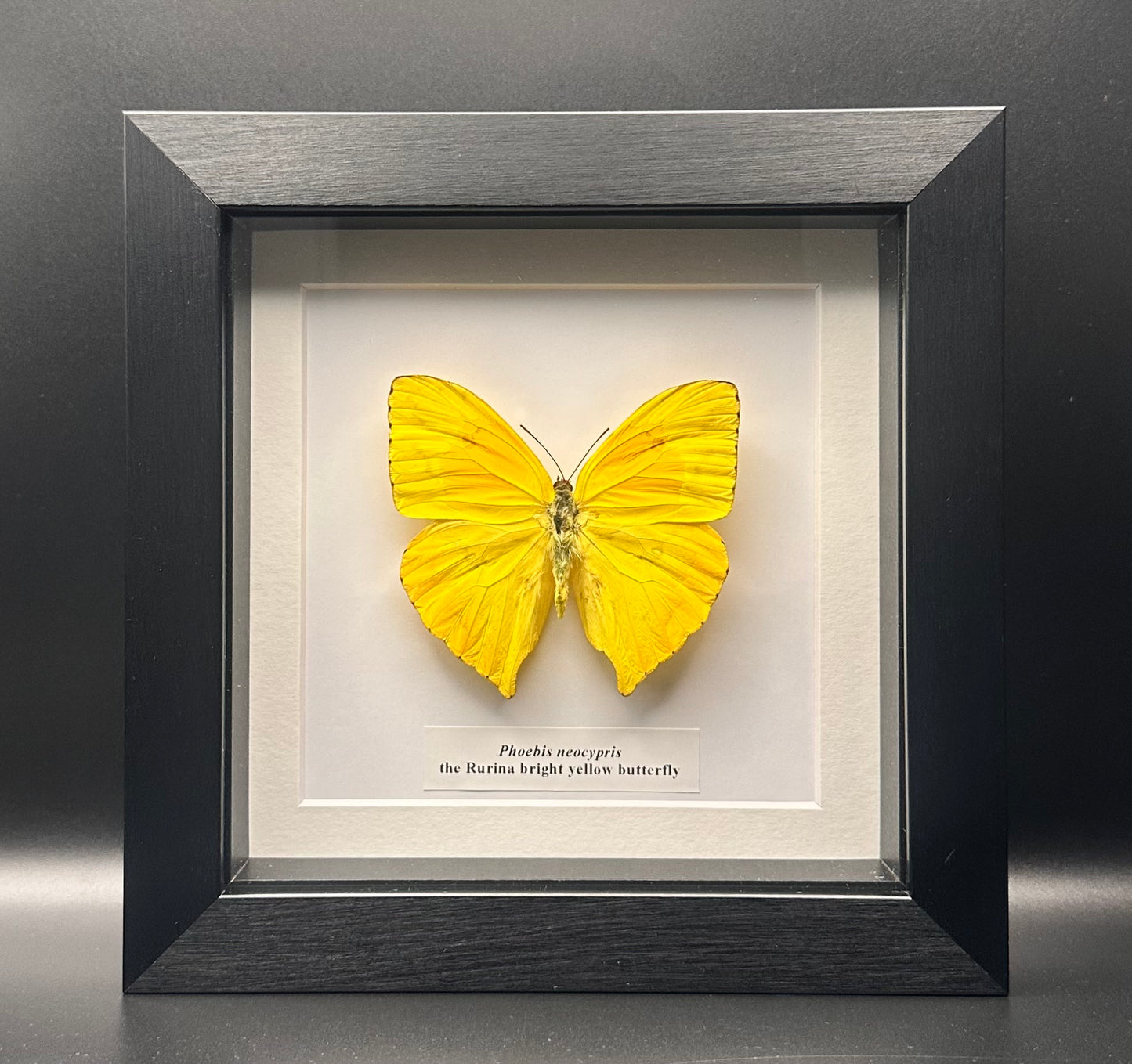 Phoebis neocypris - the Rurina bright yellow butterfly
