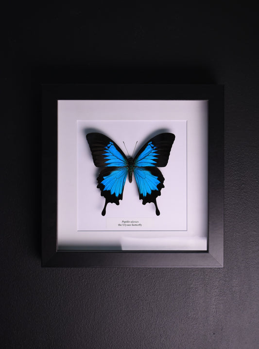 Papilio Ulysses Taxidermy Butterfly Frame