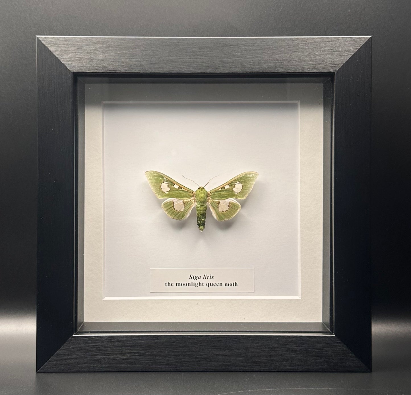 Siga liris - the moonlight queen moth