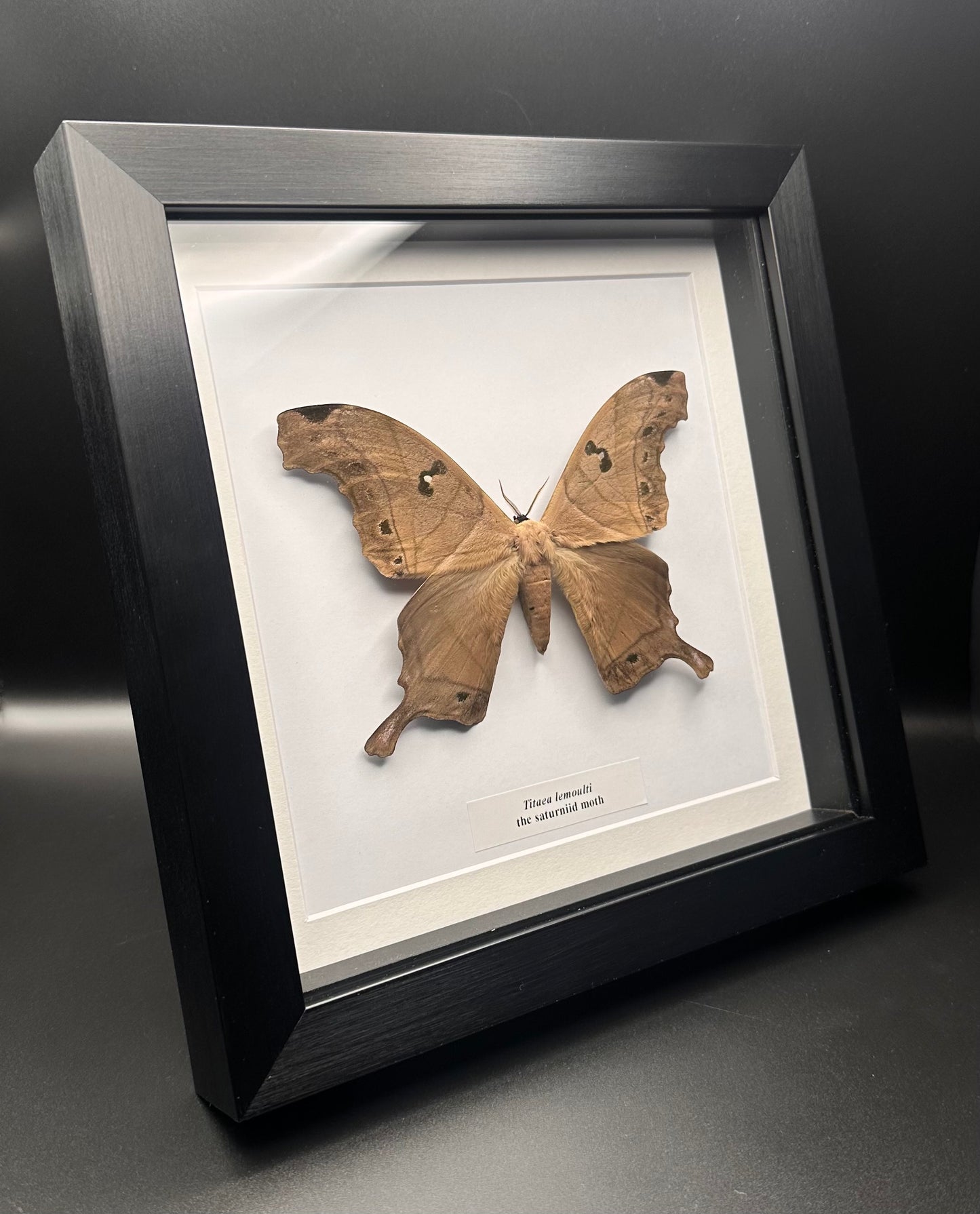 Titaea lemoulti - the saturniid moth