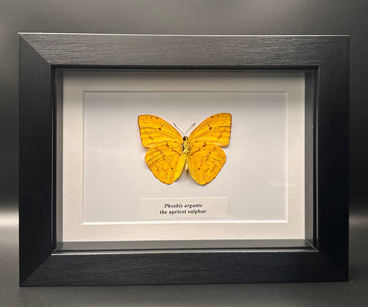 Phoebis argante - the apricot sulphur