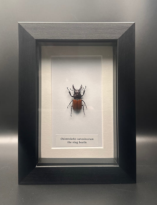 Odontolabis sarasinorum - the stag beetle