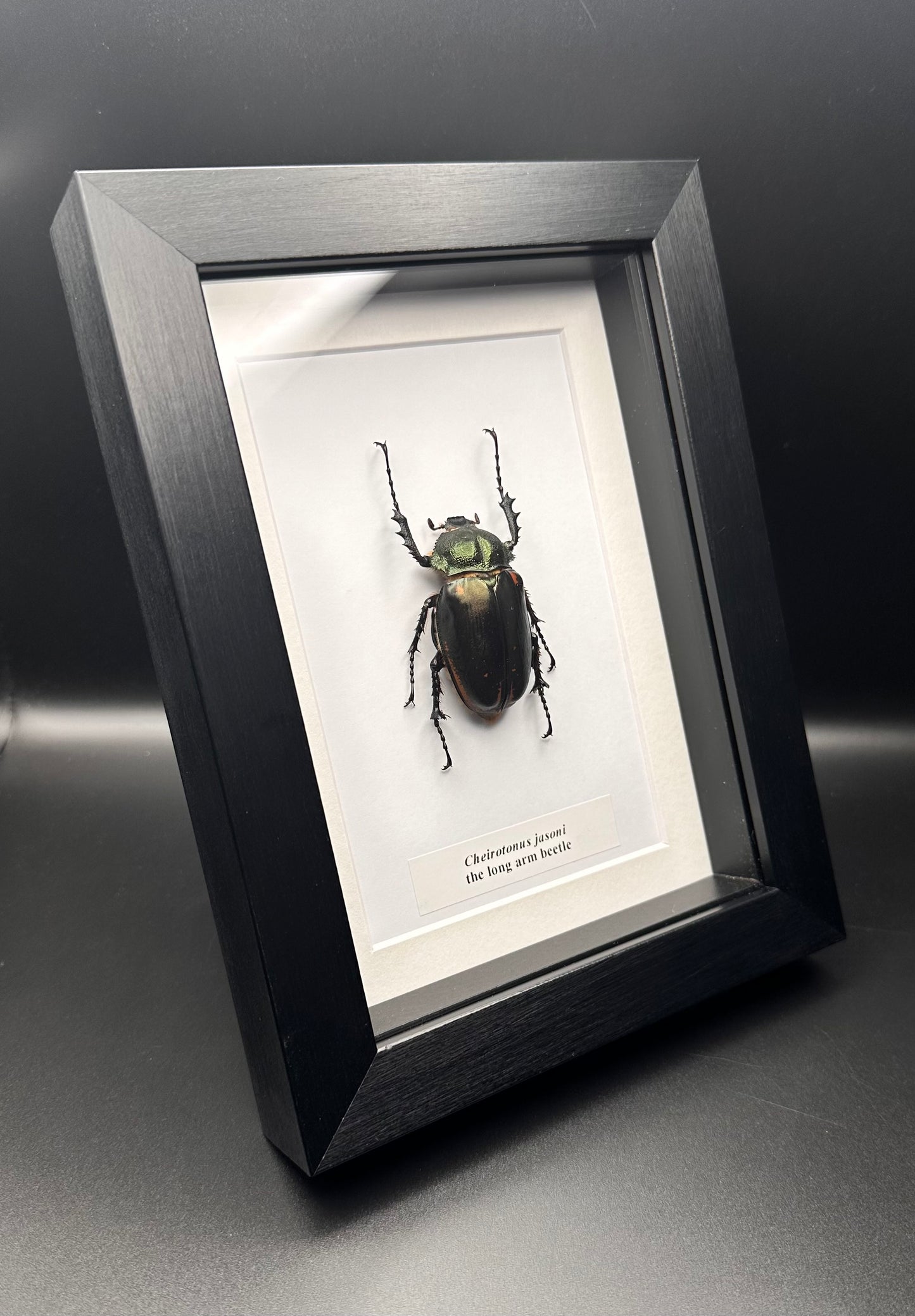 Cheirotonus jasoni - the long arm beetle