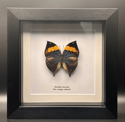 Kallima inachus - the orange oakleaf
