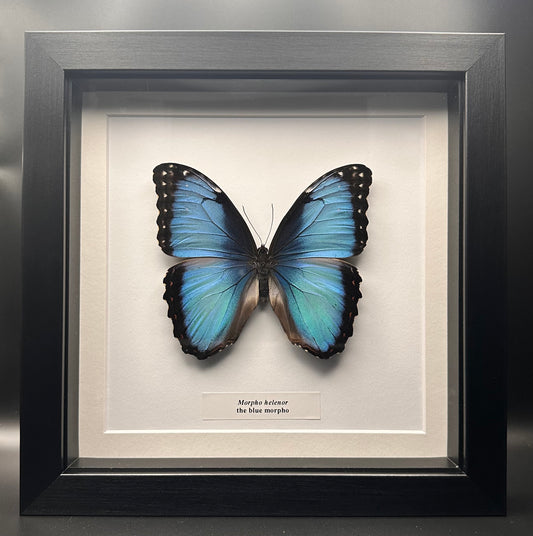 Morpho helenor