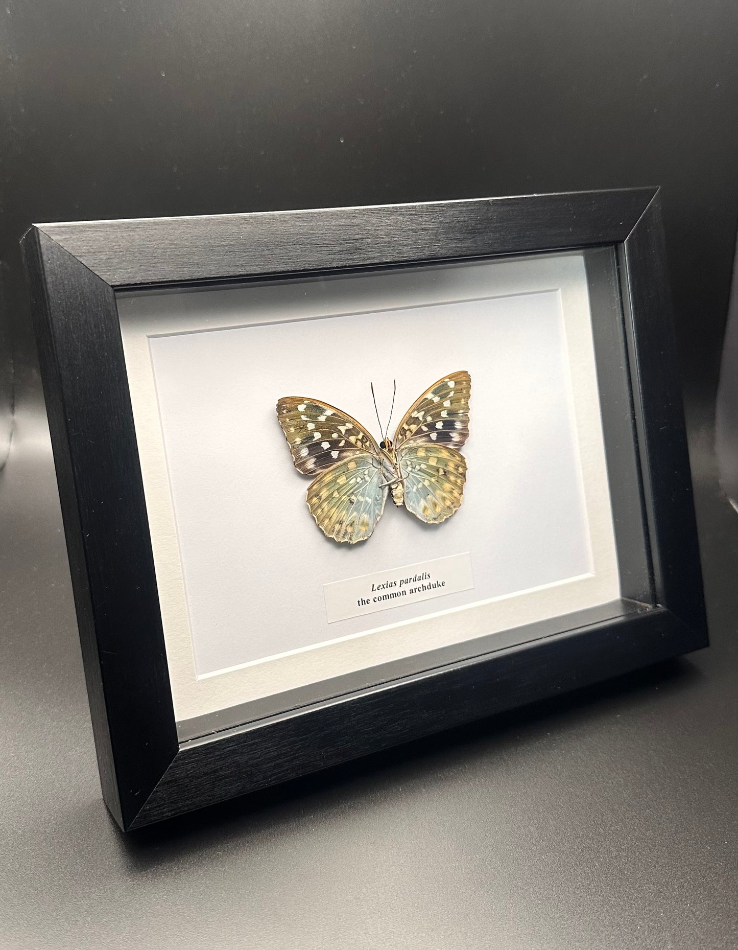 Lexias pardalis - the common archduke