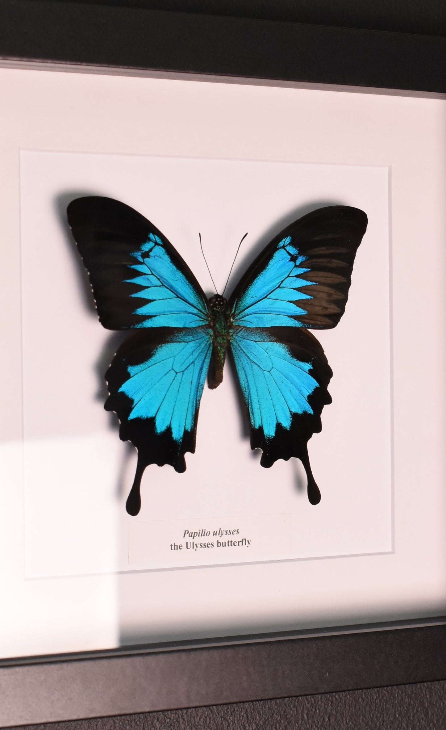 Papilio Ulysses Taxidermy Butterfly Frame