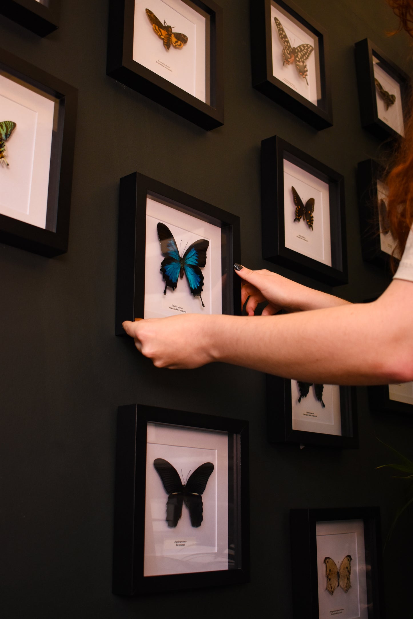 Gift a Butterfly Subscription! (Prepaid 6, 12 or 24 Months)