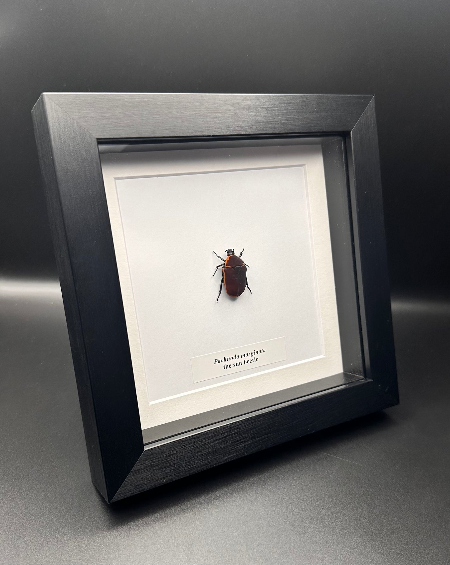 Pachnoda marginata - the sun beetle