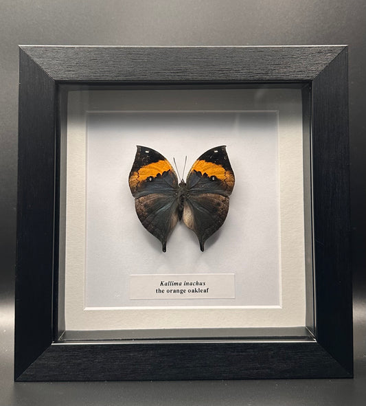 Kallima inachus - the orange oakleaf