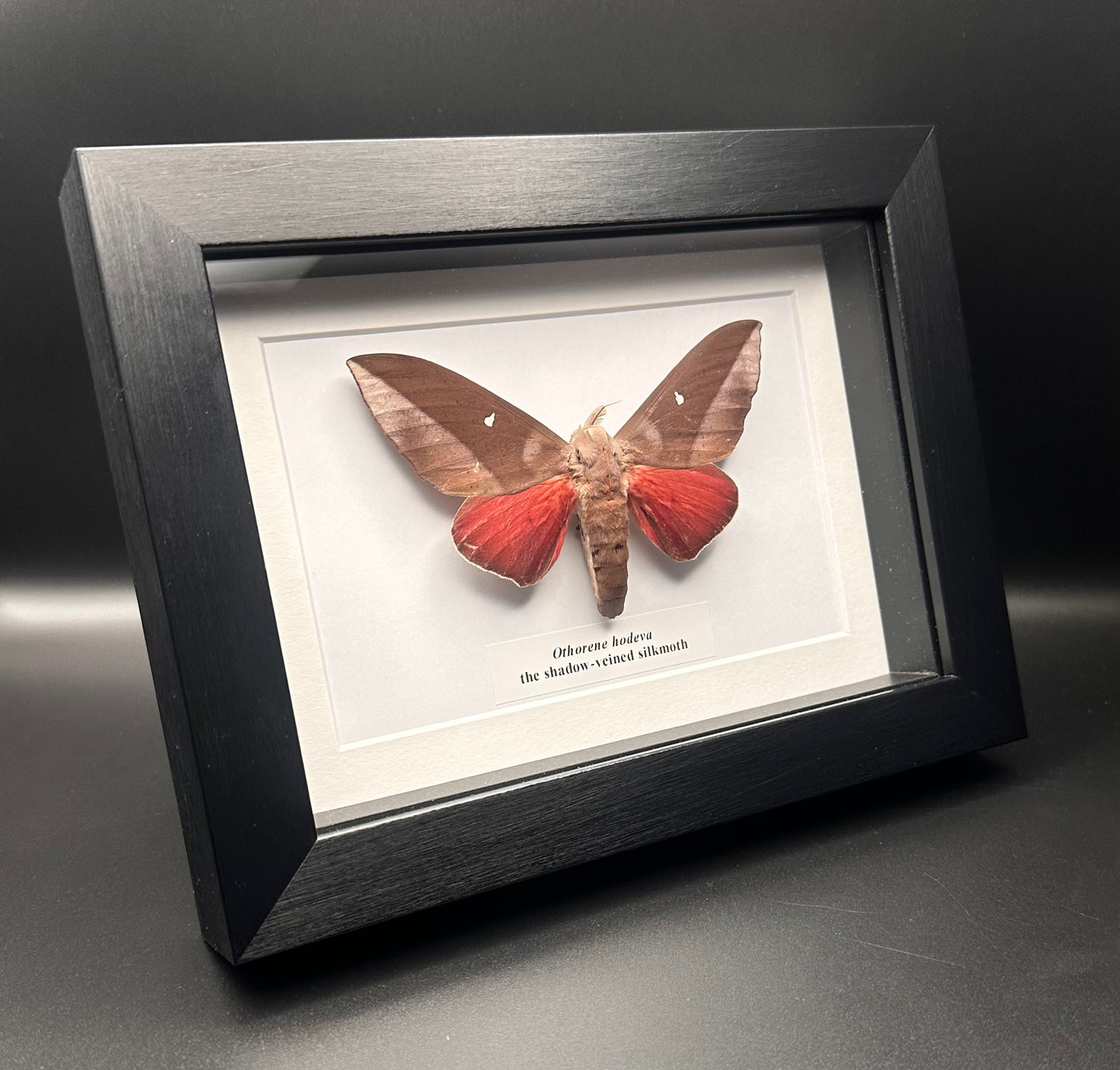Othorene hodeva - the shadow-veined silkmoth