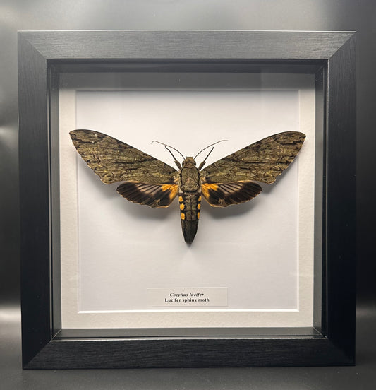 Cocytius lucifer - Lucifer sphinx moth