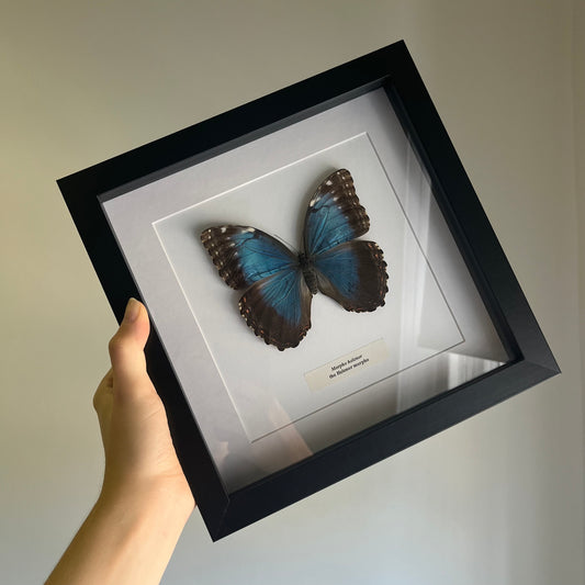 Morpho helenor