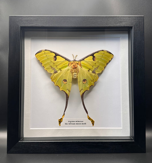 Argema mimosae - the African moon moth