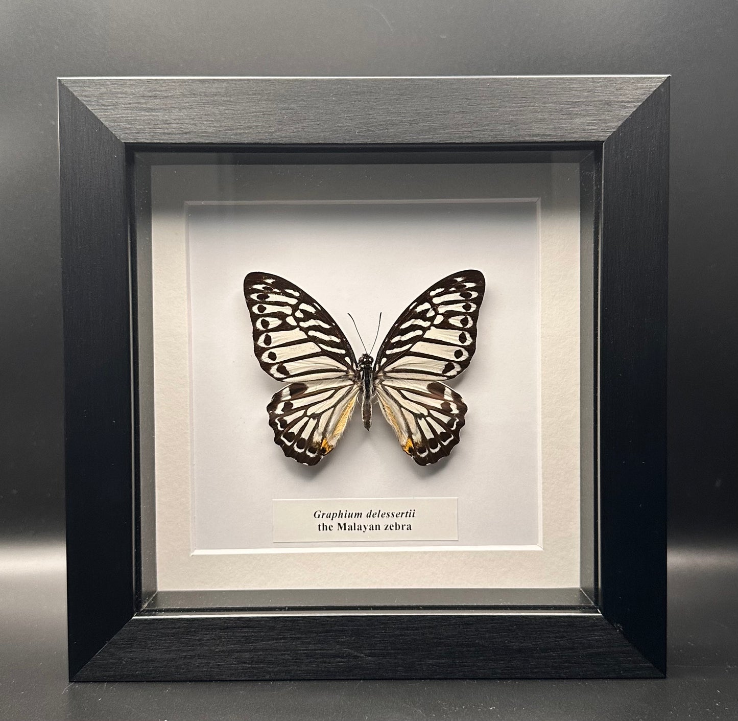 Graphium delessertii - the Malayan zebra