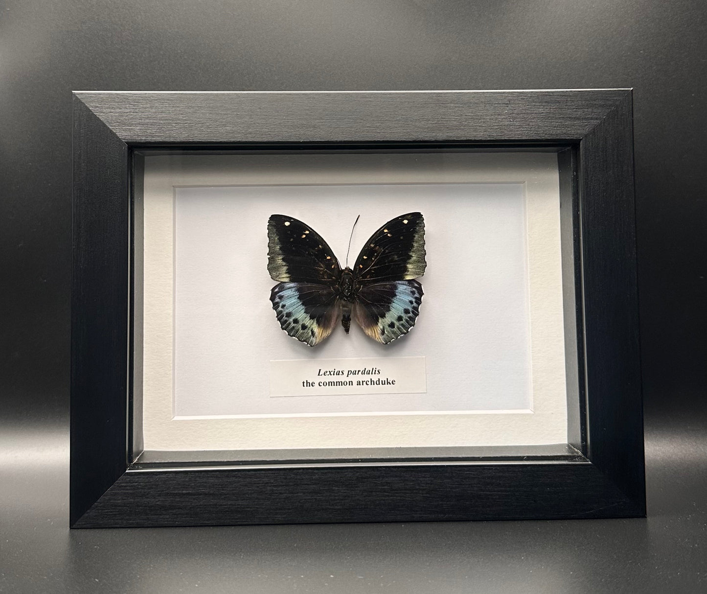 Lexias pardalis - the common archduke