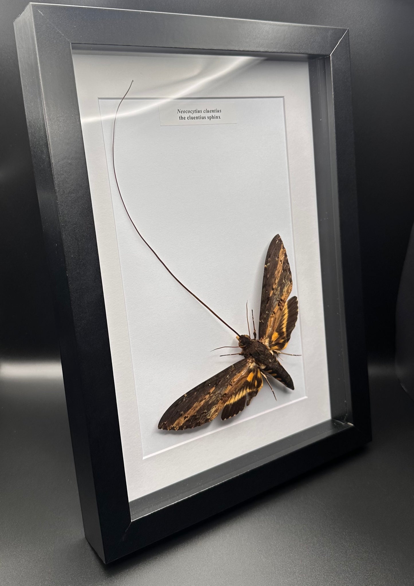 Neococytius cluentius - the cluentius sphinx