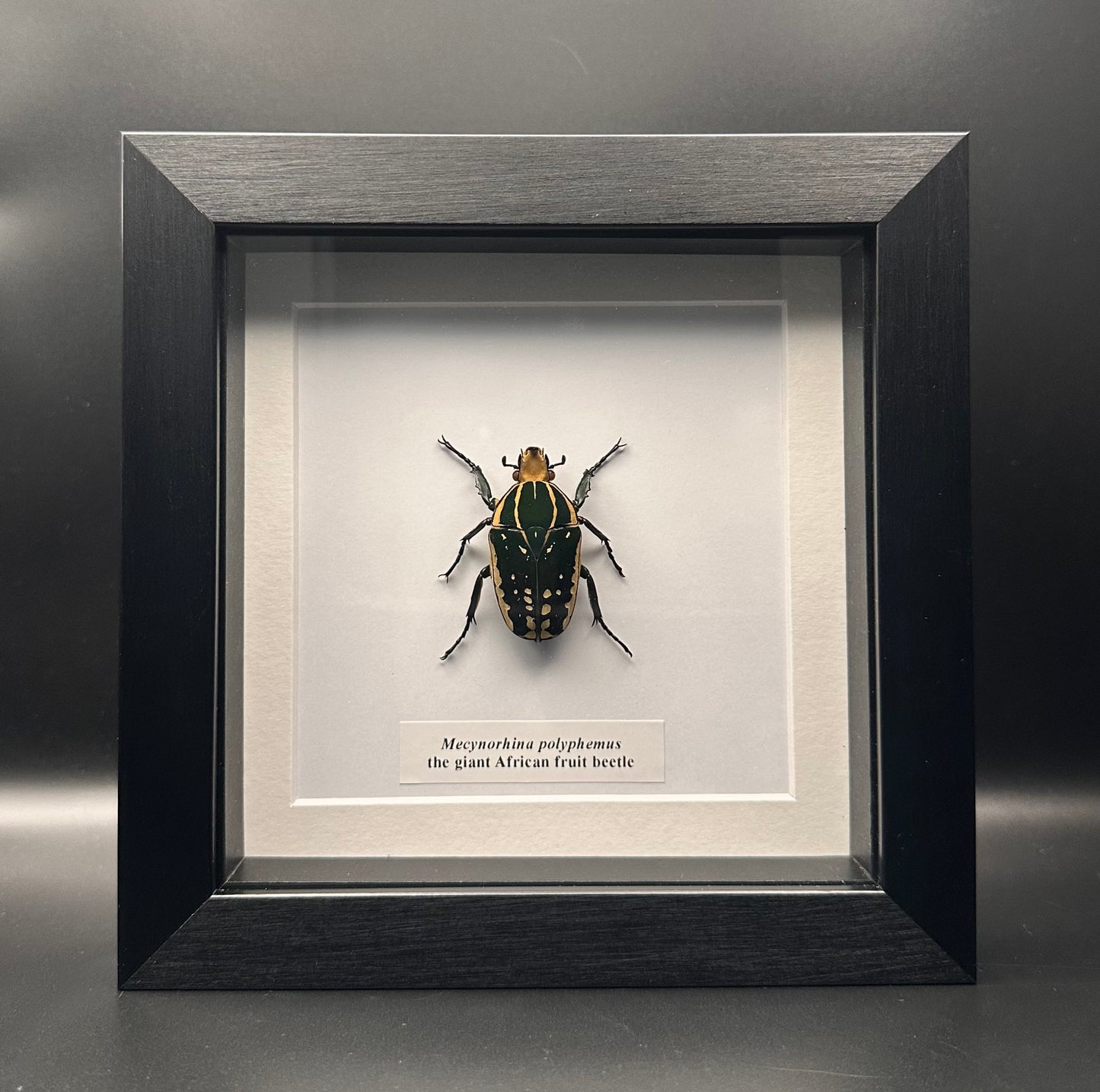 Mecynorhina polyphemus - the giant African beetle