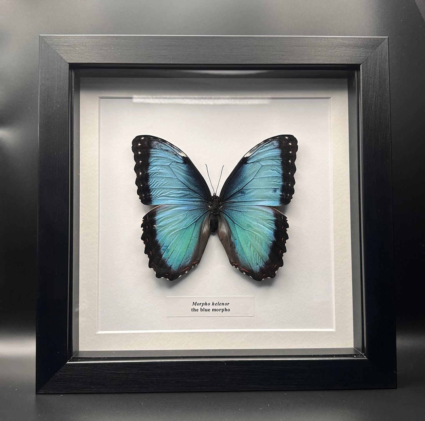 Morpho helenor - the blue morpho