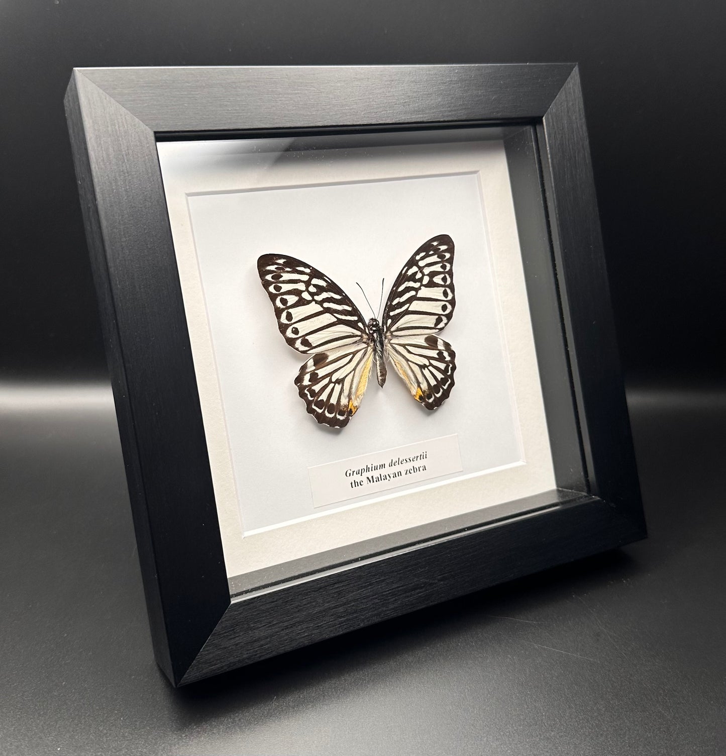 Graphium delessertii - the Malayan zebra