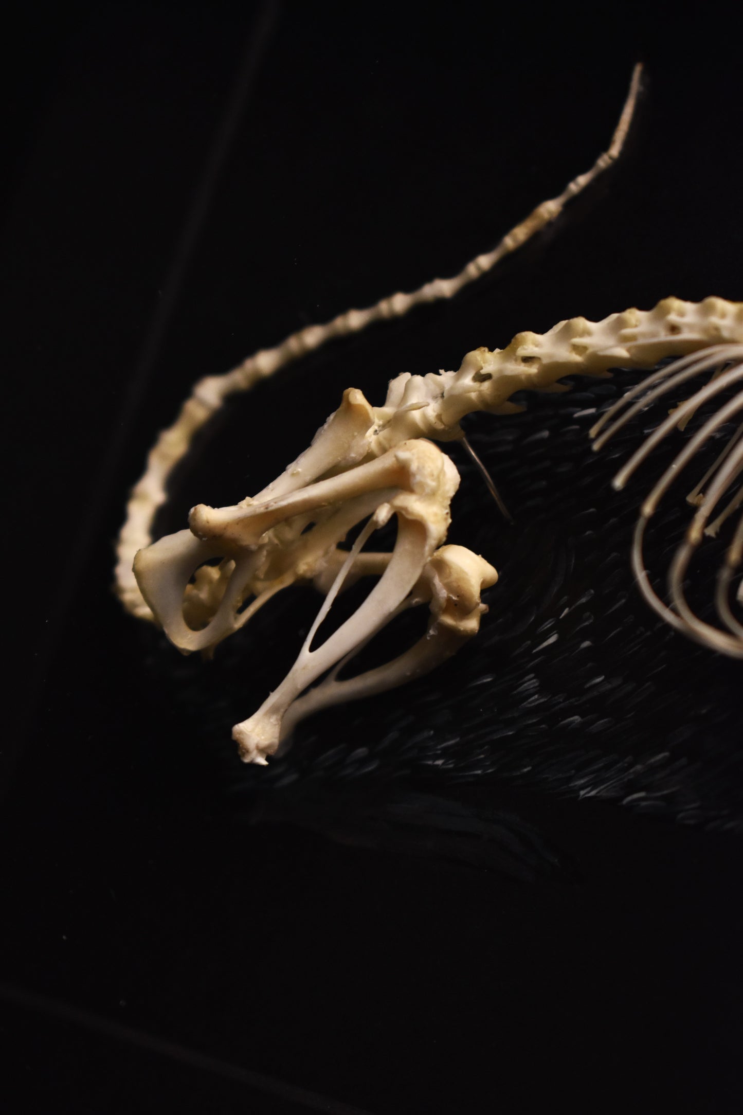 Brown Rat Skeleton