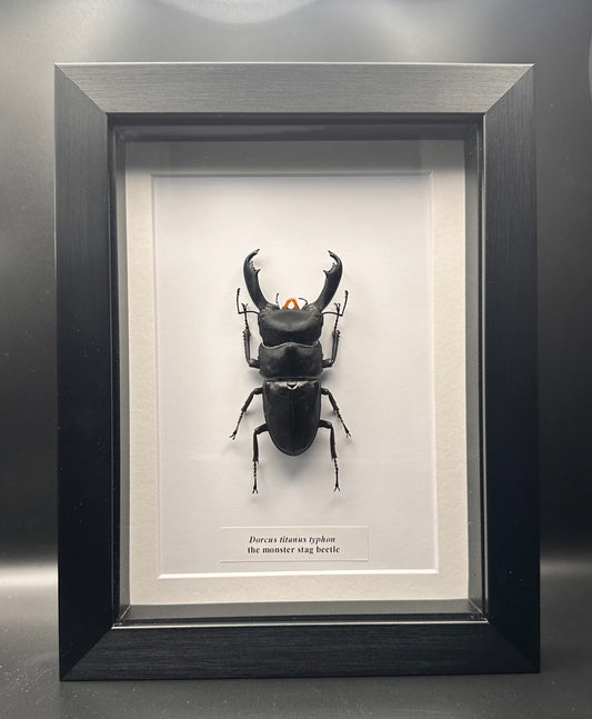 Dorcus titanus typhon - the monster stag beetle