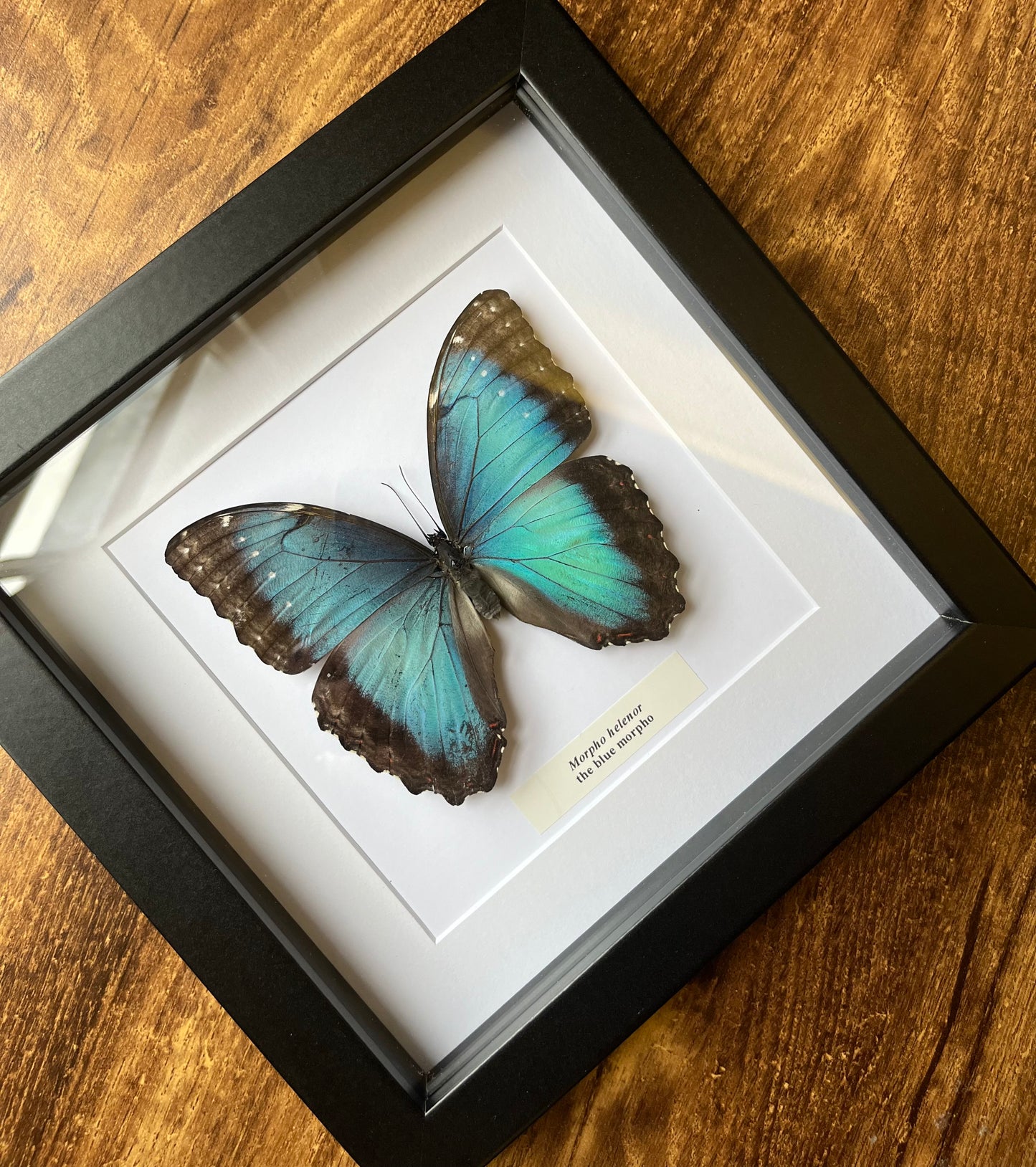 Morpho helenor