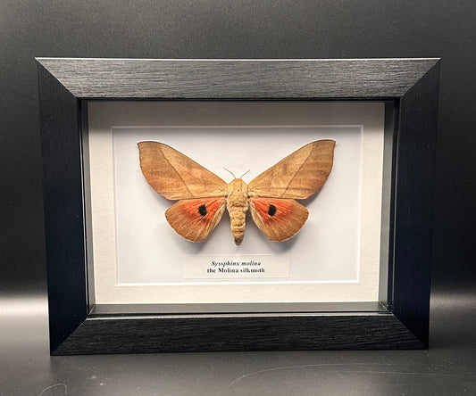 Syssphinx molina - the Molina silkmoth