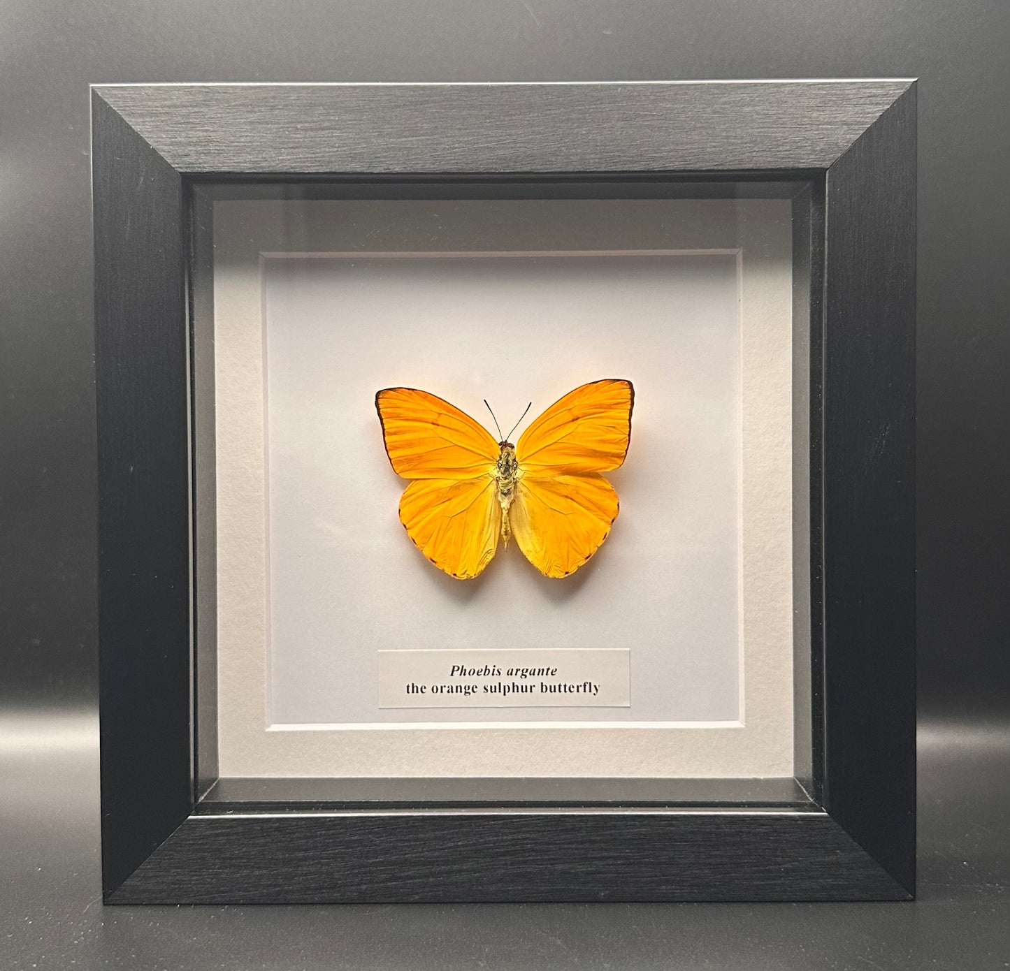 Phoebis argante - the orange sulphur butterfly