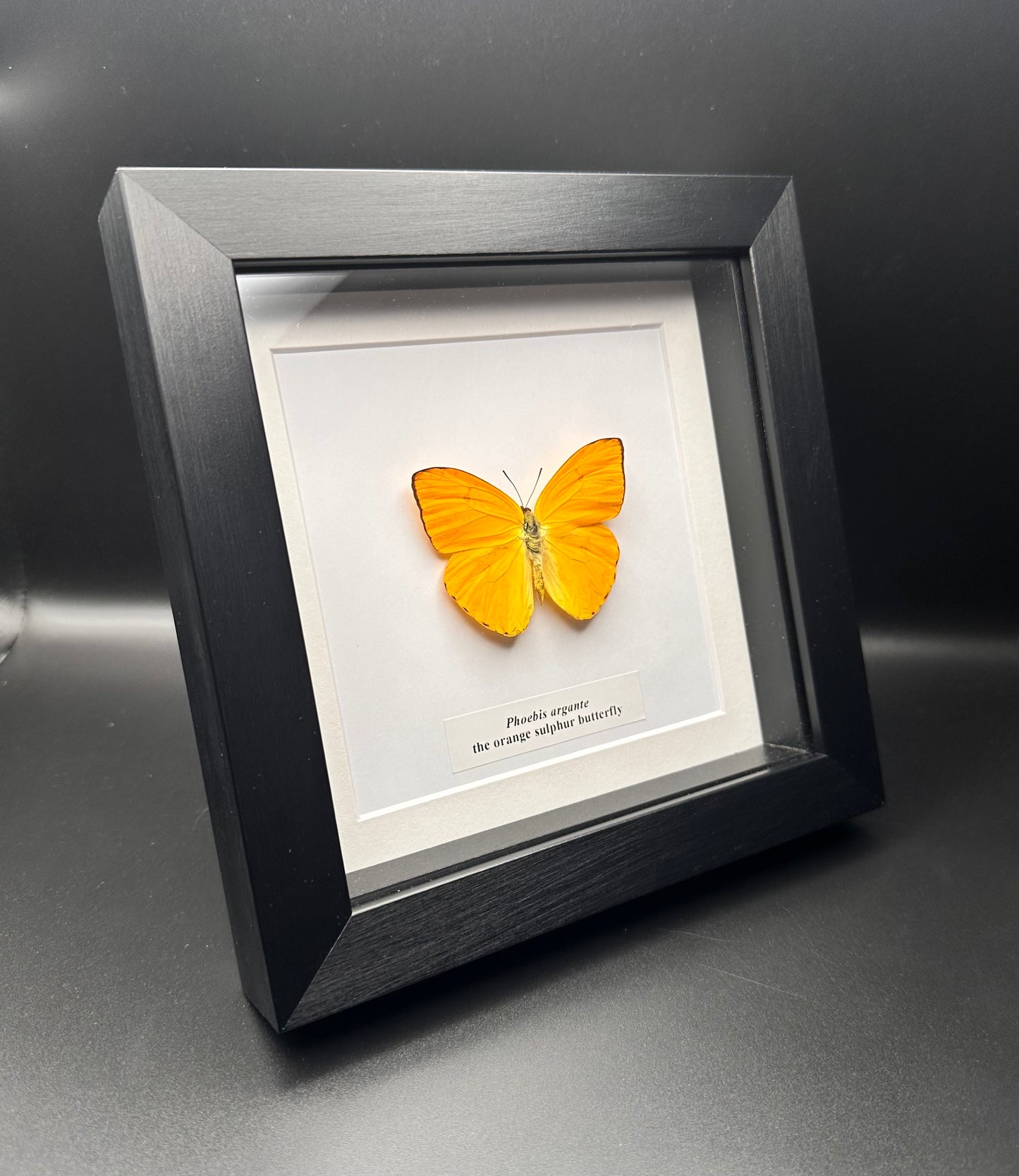 Phoebis argante - the orange sulphur butterfly