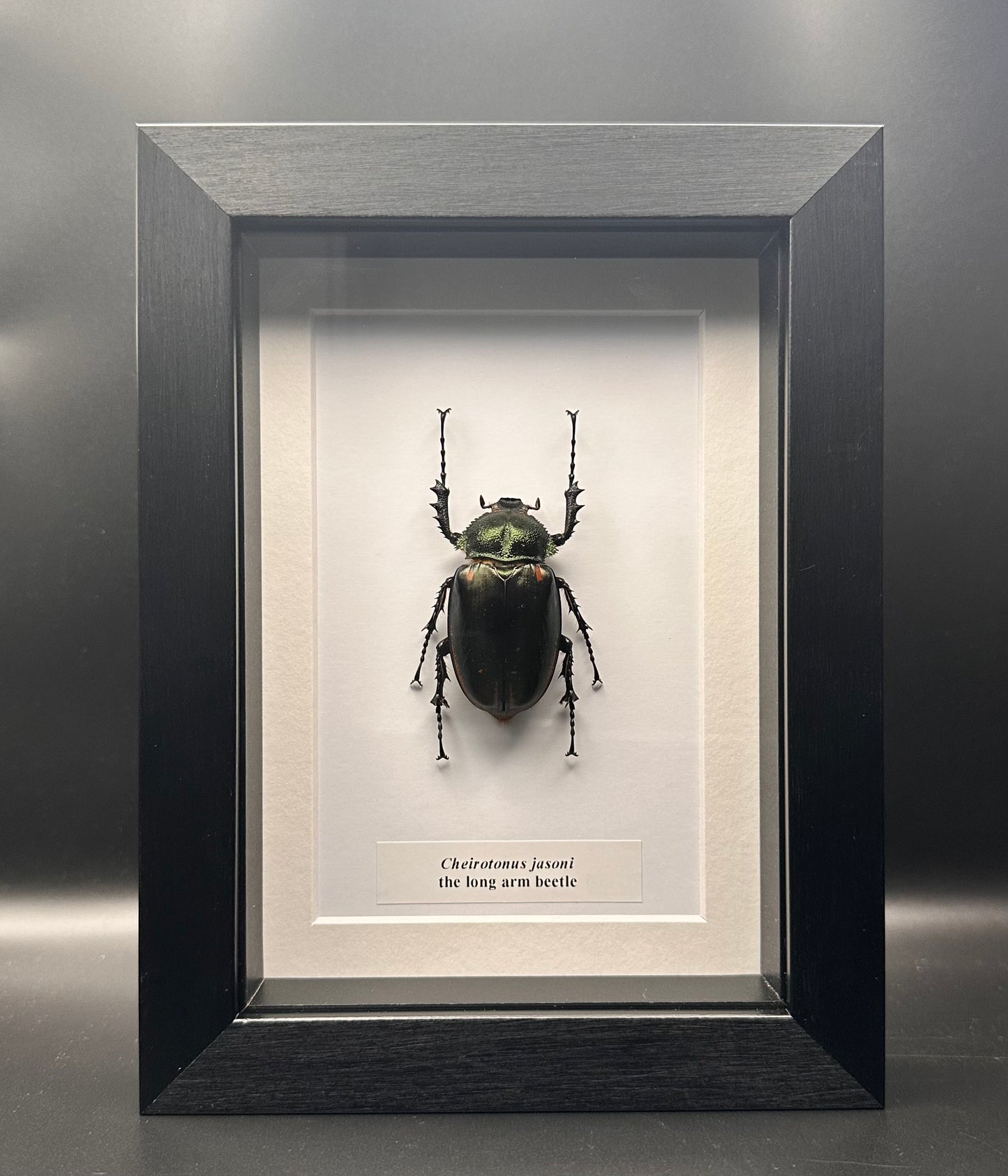 Cheirotonus jasoni - the long arm beetle
