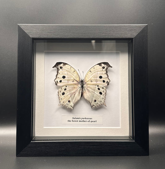 Salamis parhassus - the forest mother-of-pearl