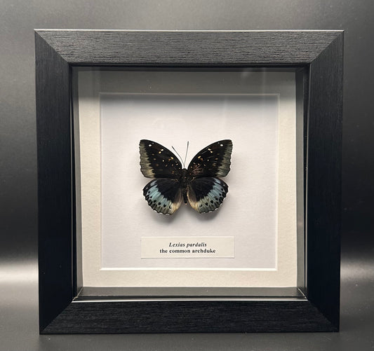Lexias pardalis - the common archduke
