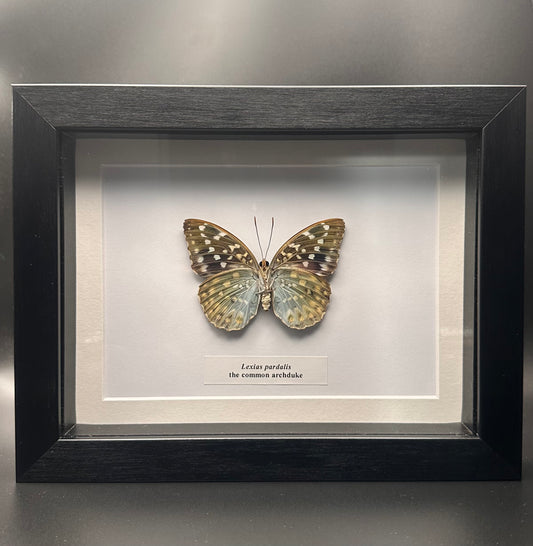 Lexias pardalis - the common archduke